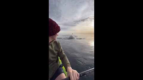 The rare moment of encountering a whale while paddle surfing