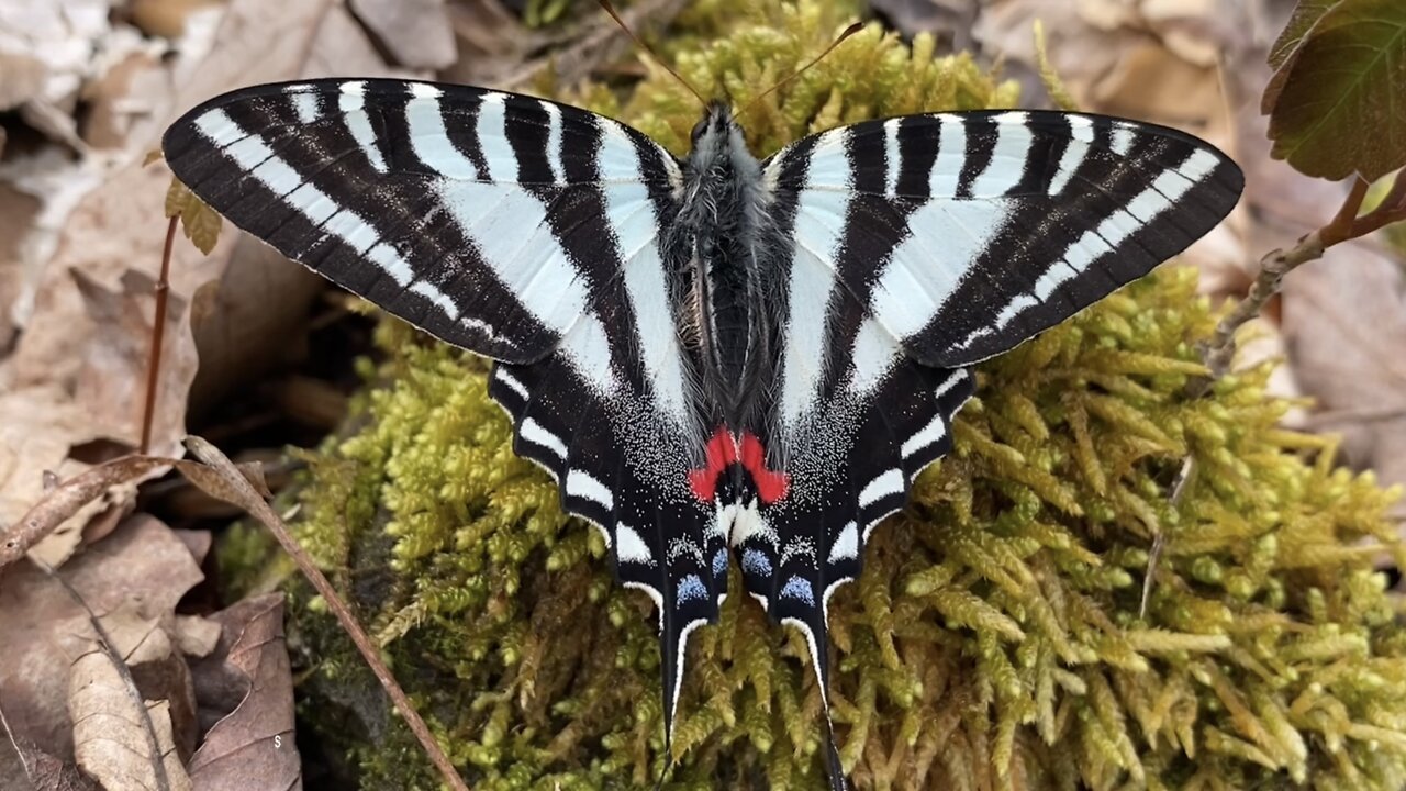 Zebra Swallowtail Butterfly Details