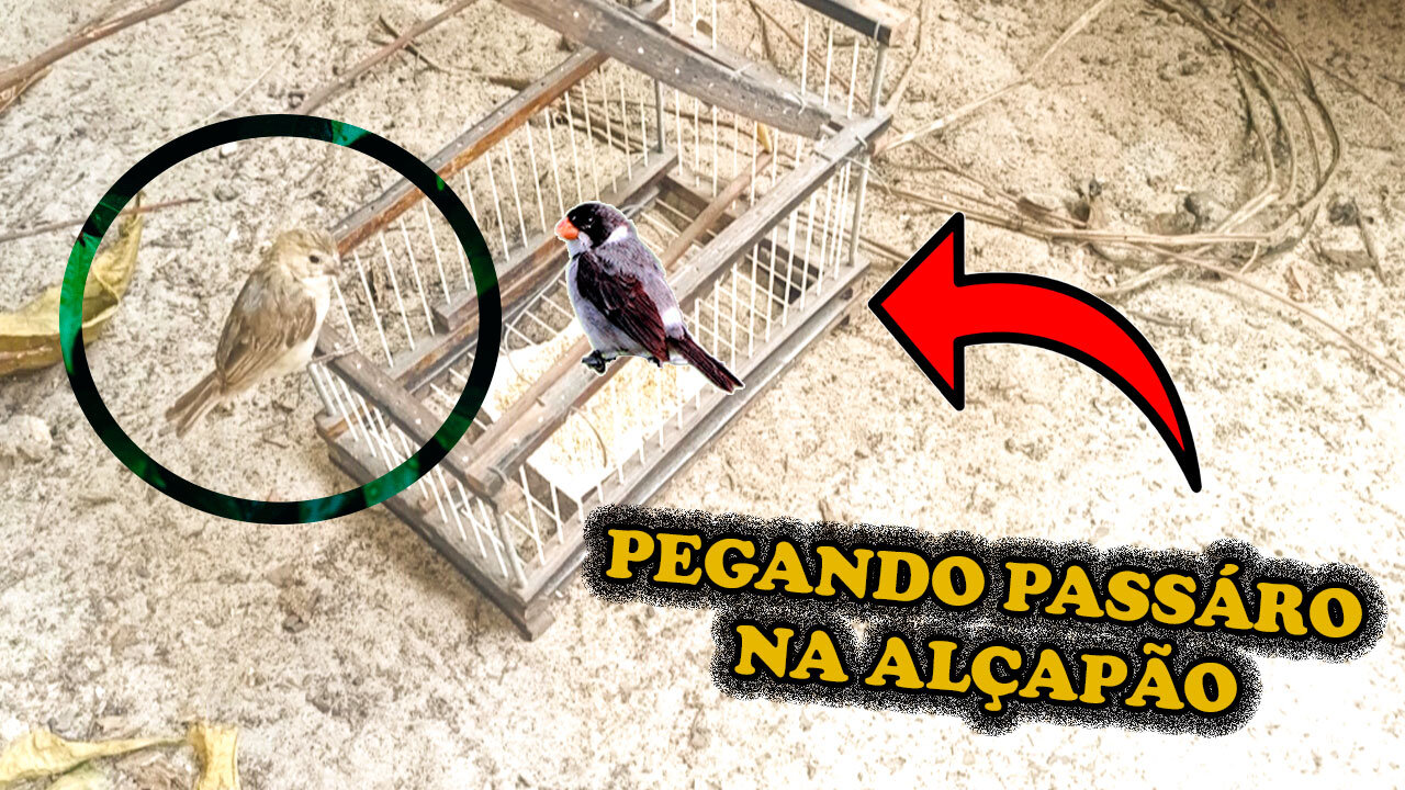 BIRD TRAP DE GOLA FROM BRAZILIAN, PEGANDO GOLINHA NA ALÇAPÃO