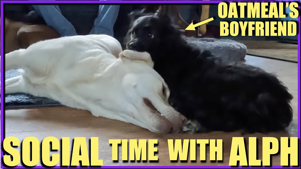 Oatmeal and Alph Play!