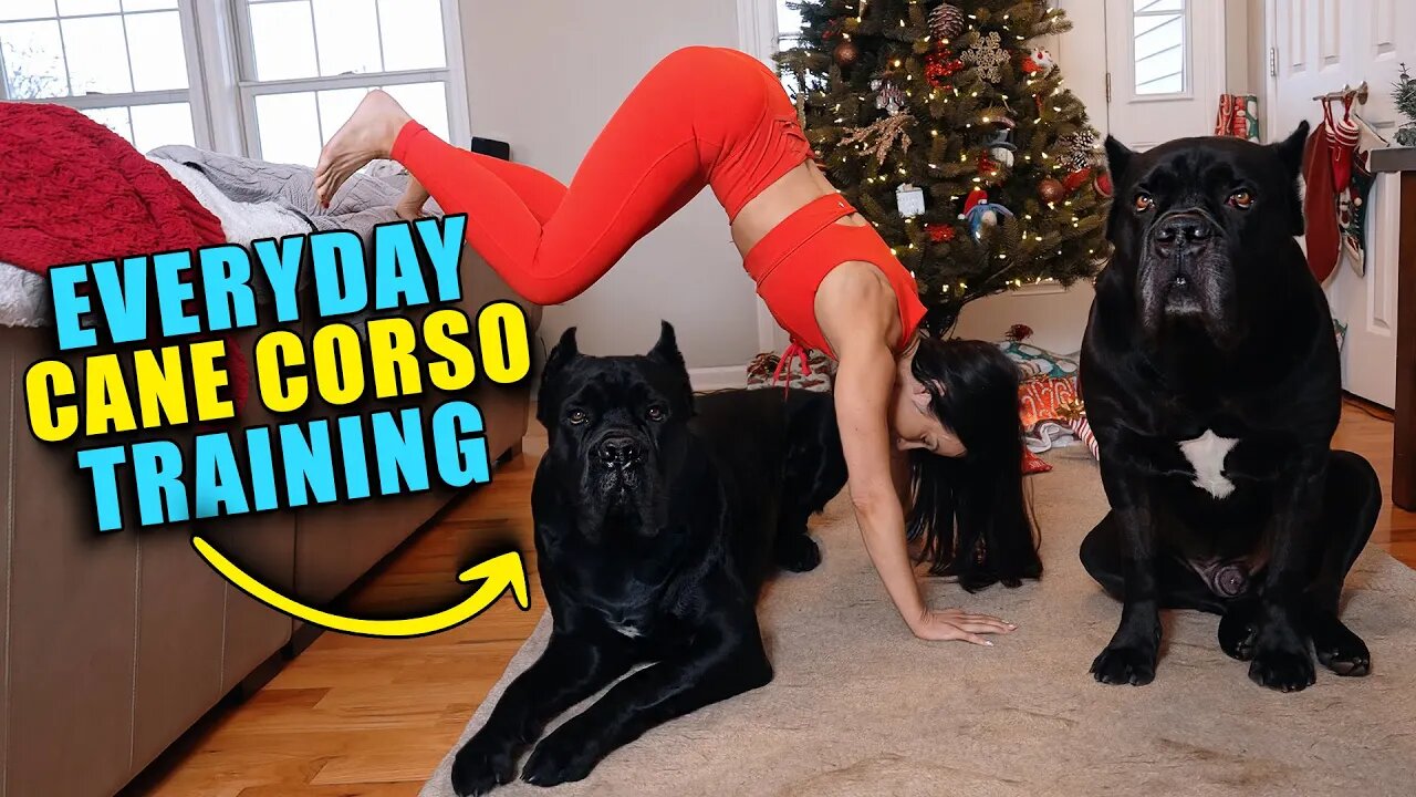 Everyday Cane Corso Training To Reduce Reactivity In Your Dog