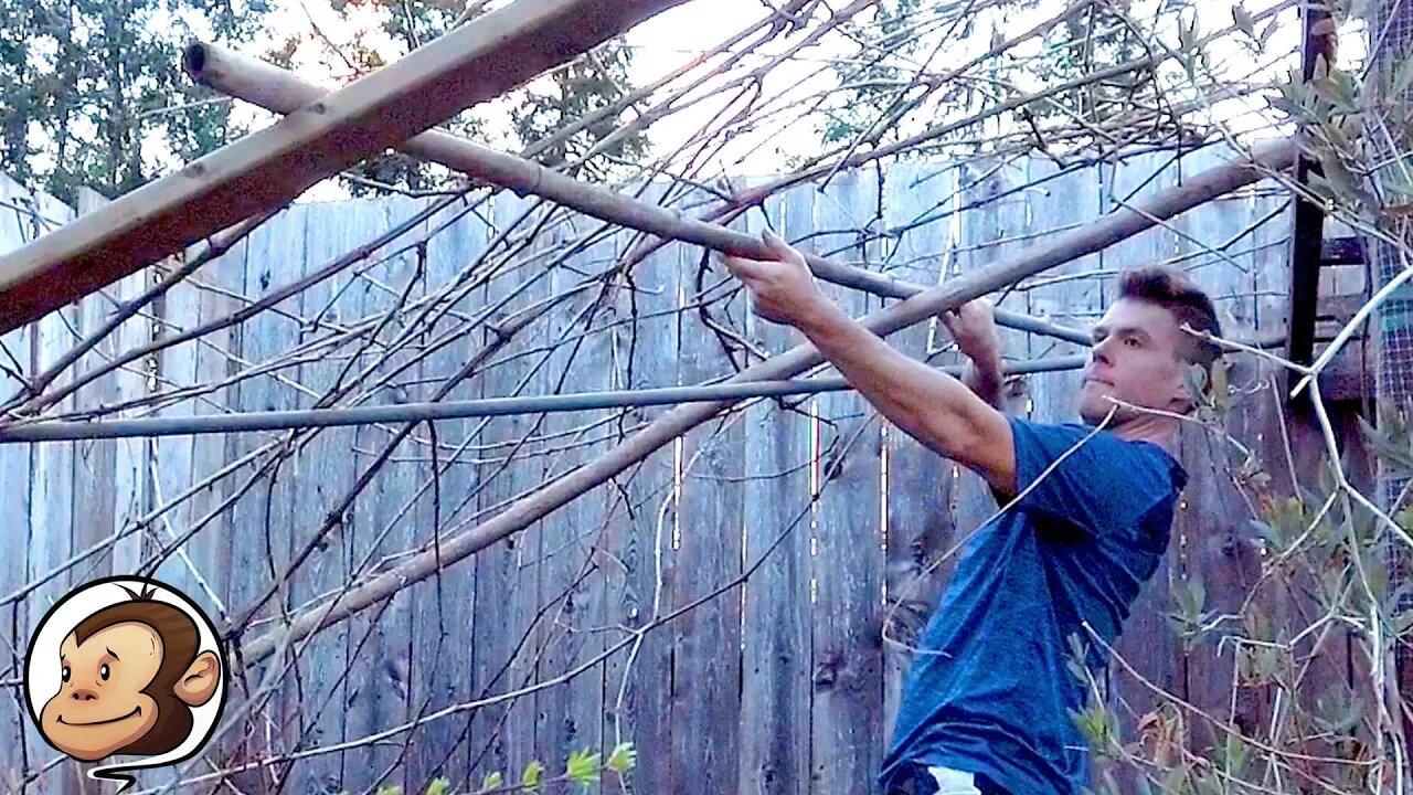 Building a Grape Trellis