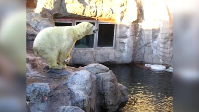 "Polar Bear Entertains Crowd in Zoo"