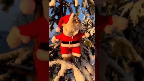 Cute Cat celebrating Christmas 🎄🌲☃️ #xmas #christmas #ytshorts #shortsfeed #jinglebells #catshorts