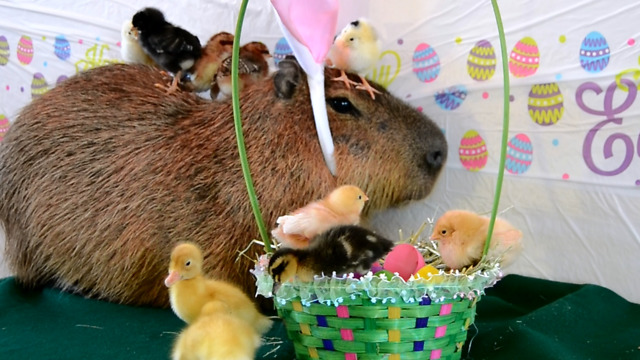 A Capybara Celebrates Easter with Chicks and Ducklings