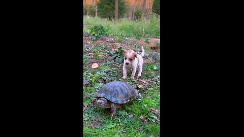 turtle and dog