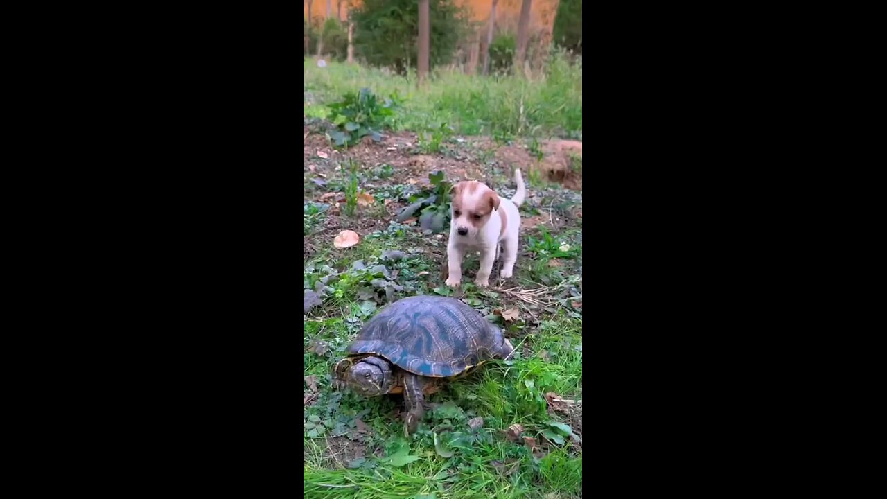 turtle and dog
