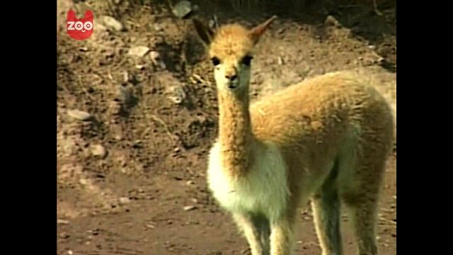 Cute Peruvian Vicunas