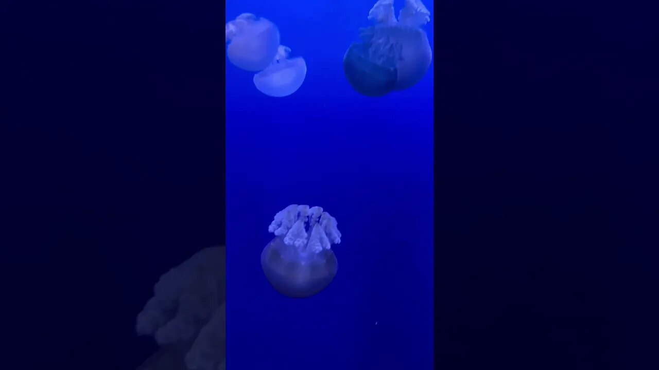 Wiggly and cute jellyfish! #shorts