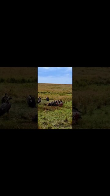 Vultures At Work #shorts | #ShortsAfrica
