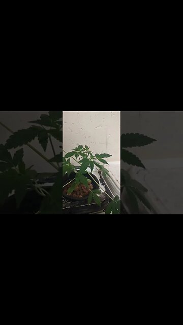 snowplow after toping#indoorgardening #trending