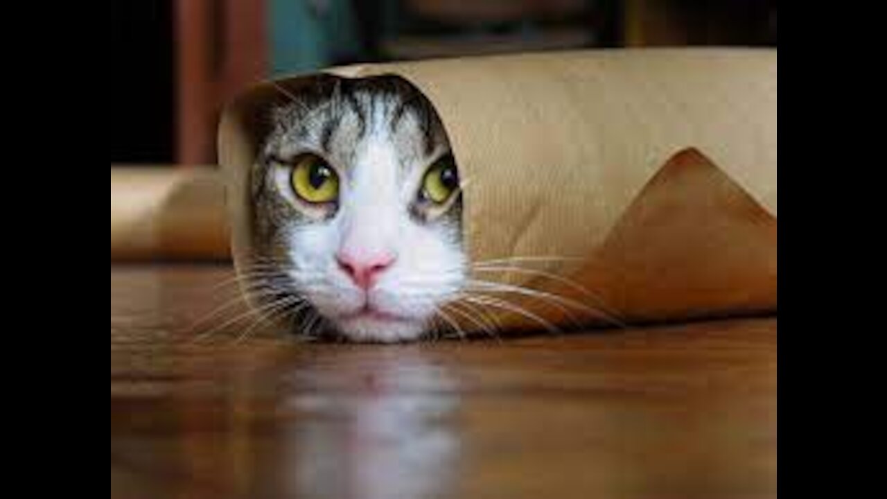 Cute Cats Funny Fail Compilation |Try Not to Laugh |