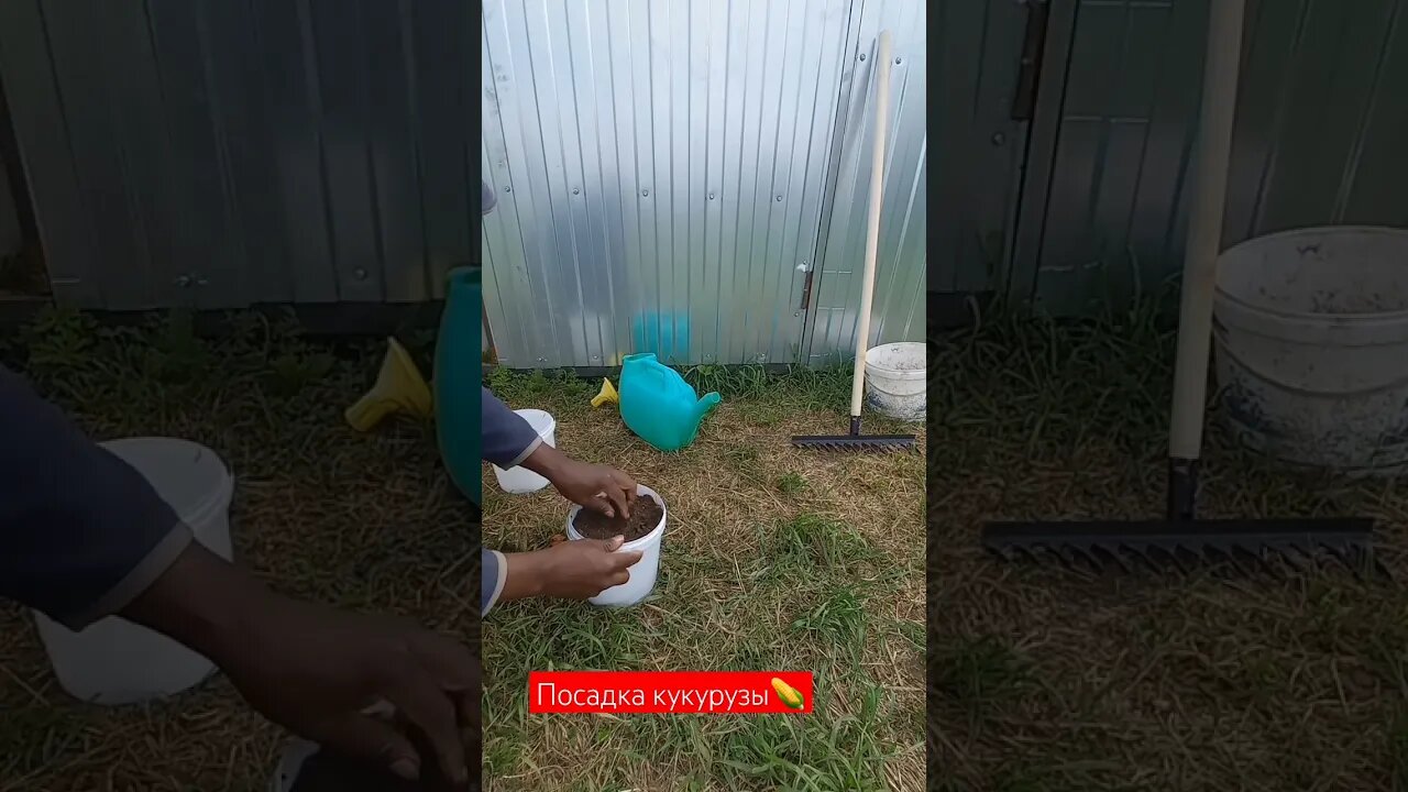 Как вырастить сладкую кукурузу в банках | #short #shorts #shortvideo #shortsvideo #shortsfeed #like