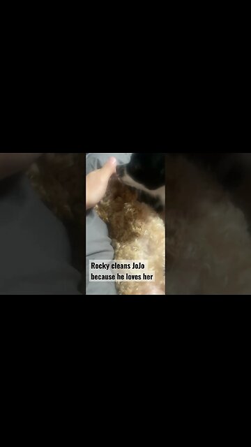 Puppy cleaning Puppy #puppies #nin #dogshorts