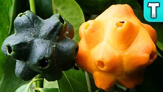 RARE AFRICAN JUNGLE FRUIT! | Fruits You've Never Heard Of