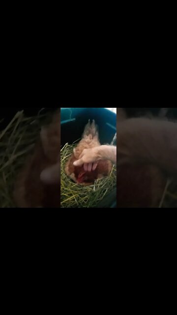 Good morning Forest Sitting on eggs 7th January 2023