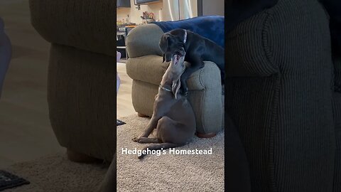 Weirdo lab puppies