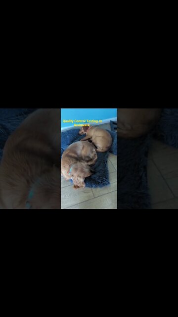 Quality assurance team hard at work at Brainwave #shorts #puppies #music