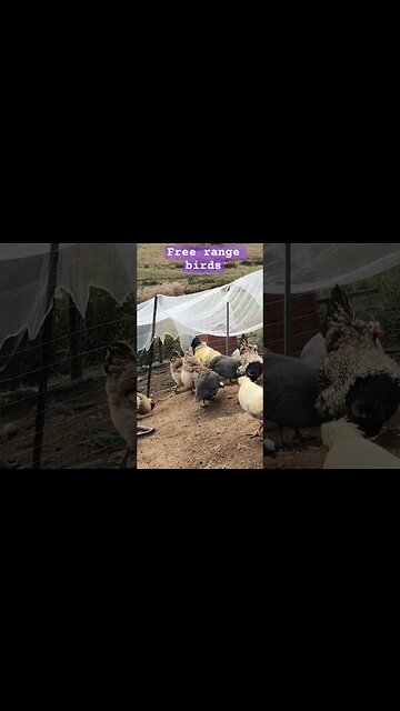 Free range guinea fowl and chickens