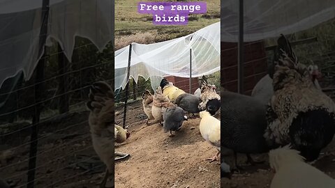 Free range guinea fowl and chickens