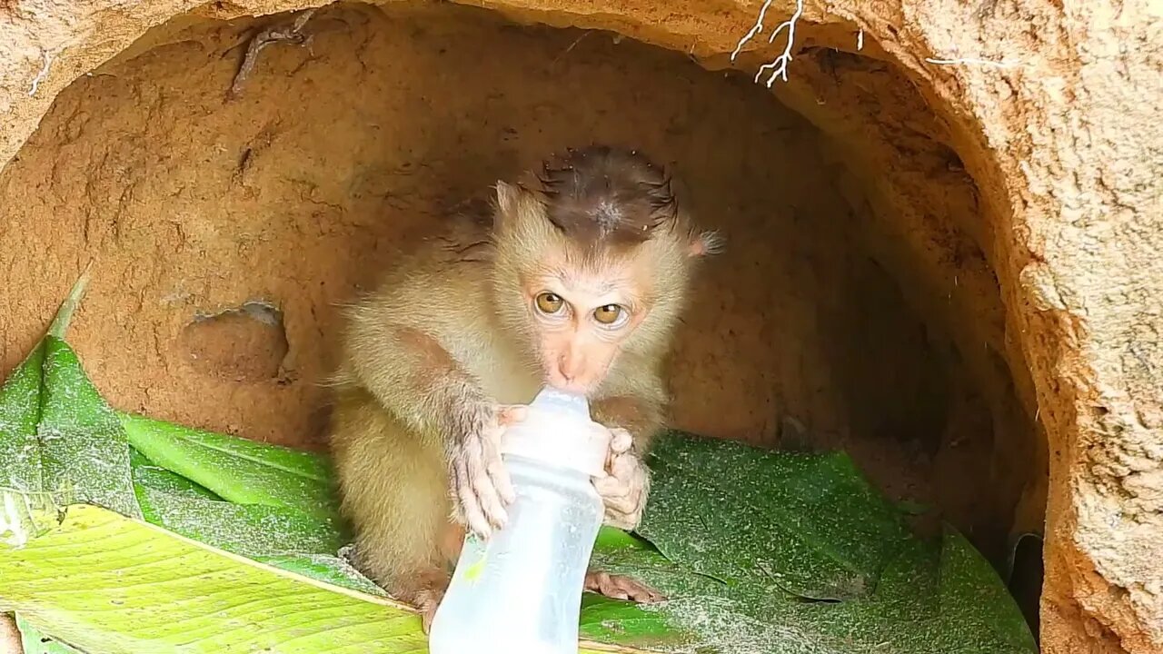 Poor kley monkey was so happy that I bought milk while it was raining heavily-10