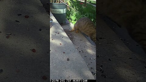 The Mail truck Scares Ruby Cat! 😺