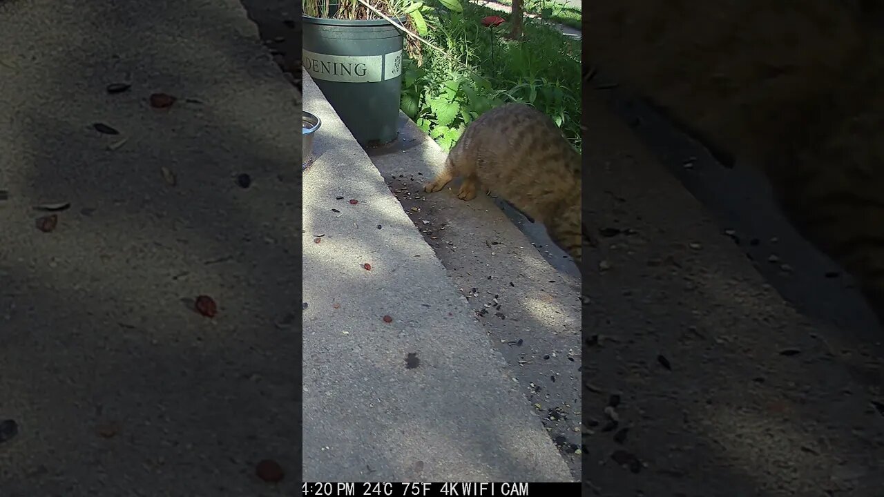 The Mail truck Scares Ruby Cat! 😺