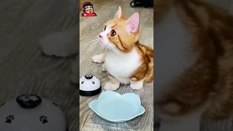 Serve Me Hooman 😹 [try hard not to Laugh] 😂 - Funny Dumb Cats #Shorts