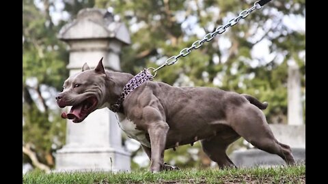 Extremely reactive pitbull + Leash Training