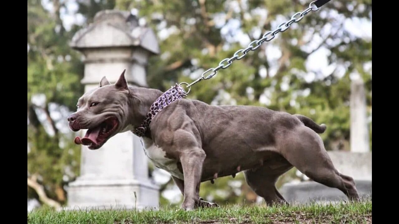 Extremely reactive pitbull + Leash Training