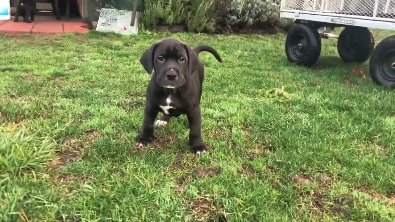 Cuties playing