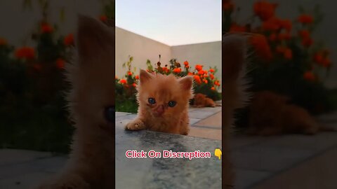 Cute Cats 😻#cats#cutecat#cutecatshorts#pets#cutepets#funnycats#viral#tiktok#viralvideo#youtube