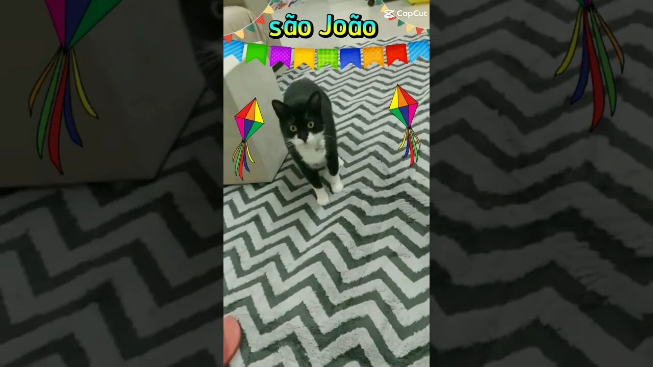 Gato Bartolomeu Tunico 🐱