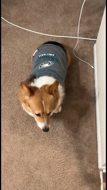 Cute Corgi is super excited about his favorite team