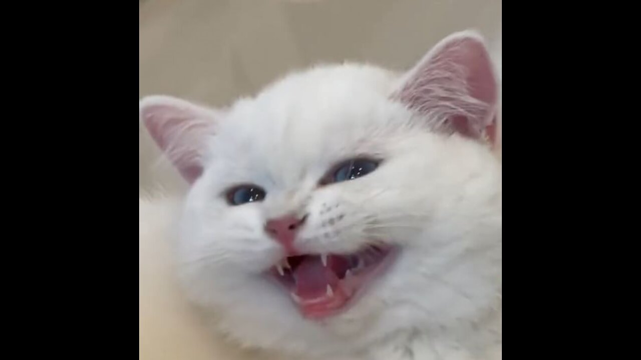 Cat smile