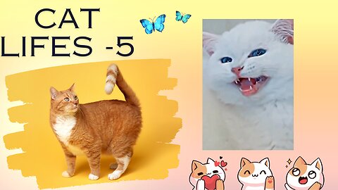Cats Life videos 5 😹 Funny Cat videos
