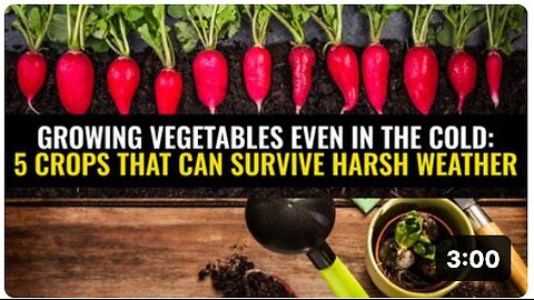 Growing vegetables even in the cold: 5 crops that can survive harsh weather