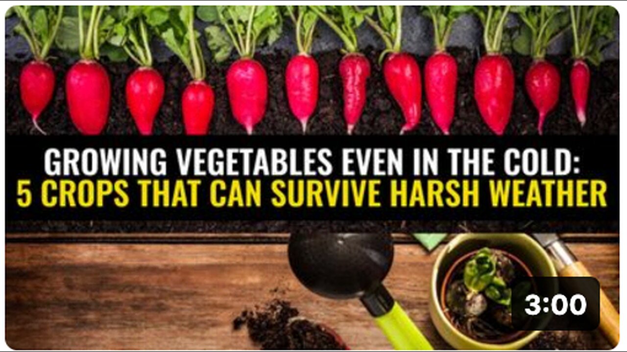 Growing vegetables even in the cold: 5 crops that can survive harsh weather