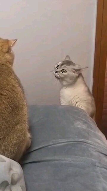 Funny cat video . Never seen this before