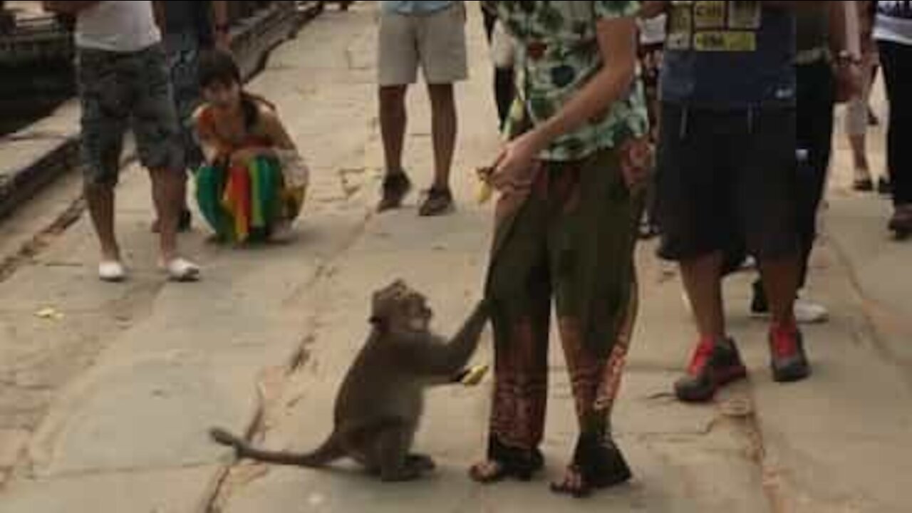 Monkey threatens man who fed it!