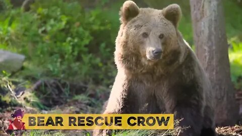 15 Unbelievable Animals That Saved Other Animals