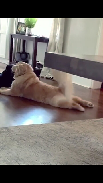 I told my dog to stop barking and he started doing this instead 😂