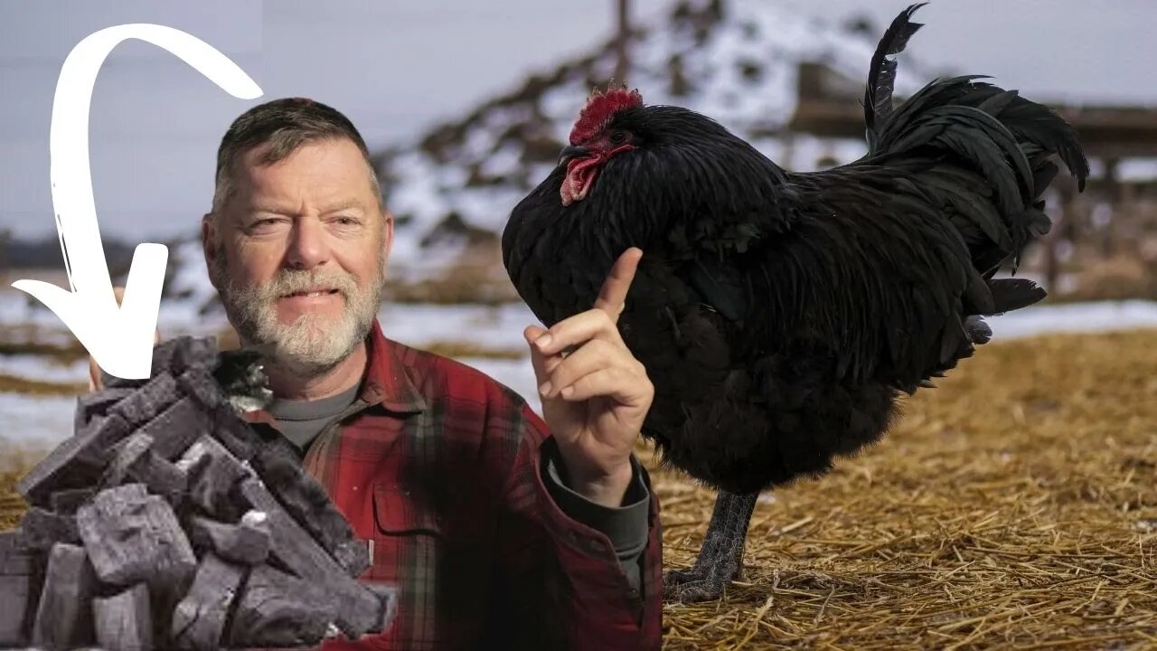 Naturally Cure Coccidiosis On The Homestead: BioChar