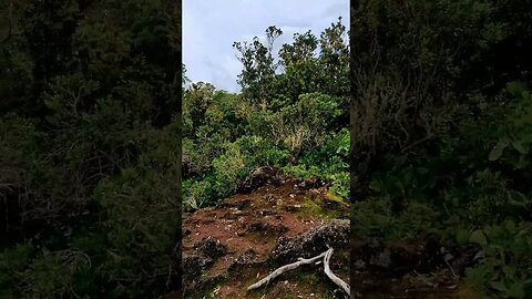Rangitoto Island