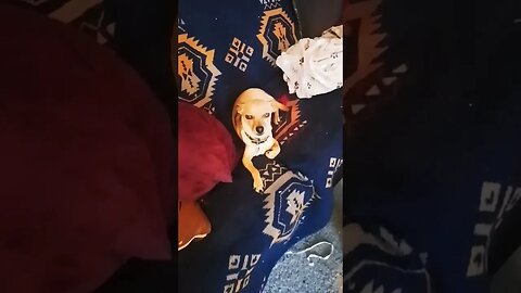 A dog's life ❤️