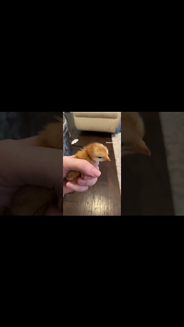 Babies!!! 😍 #farmlife #babychicks #chicks