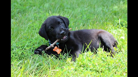 Cute dogs and puppys