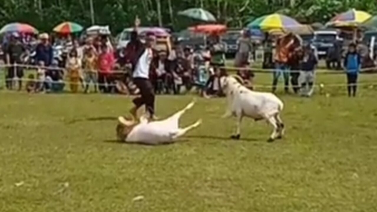 sheep contest #sheep