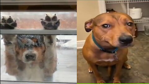 Funny dogs ll dogs playing with his owener