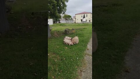 baby pigs! #georgia #visitgeorgia #digitalnomad